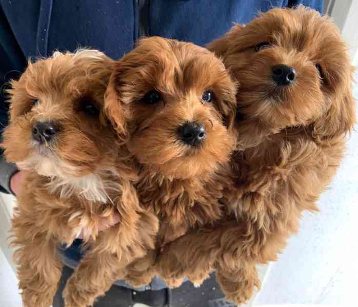 Rozkošná štěňata Cavapoo na prodej - foto 1