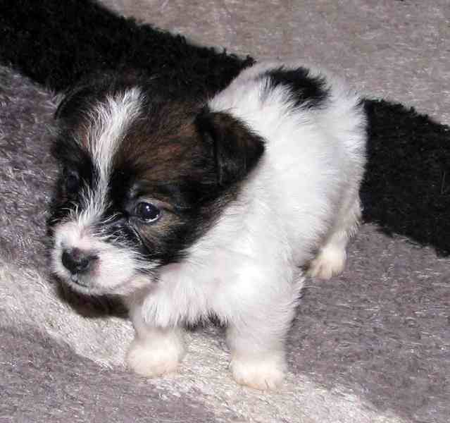 Poslední štěňátka Jack Russell teriéra s PP – 2 psi a 2 feny - foto 7