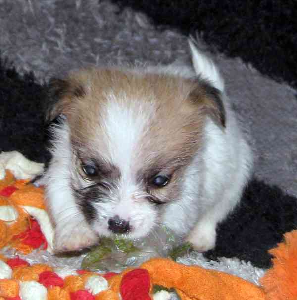 Poslední štěňátka Jack Russell teriéra s PP – 2 psi a 2 feny - foto 3