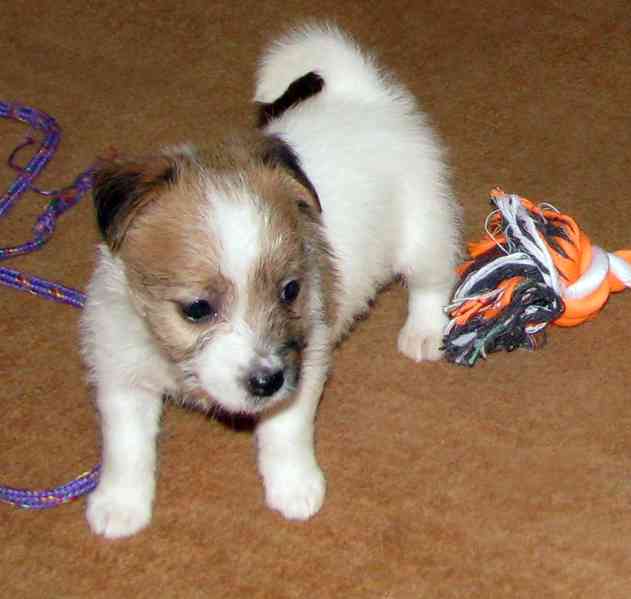 Poslední štěňátka Jack Russell teriéra s PP – 2 psi a 2 feny - foto 6