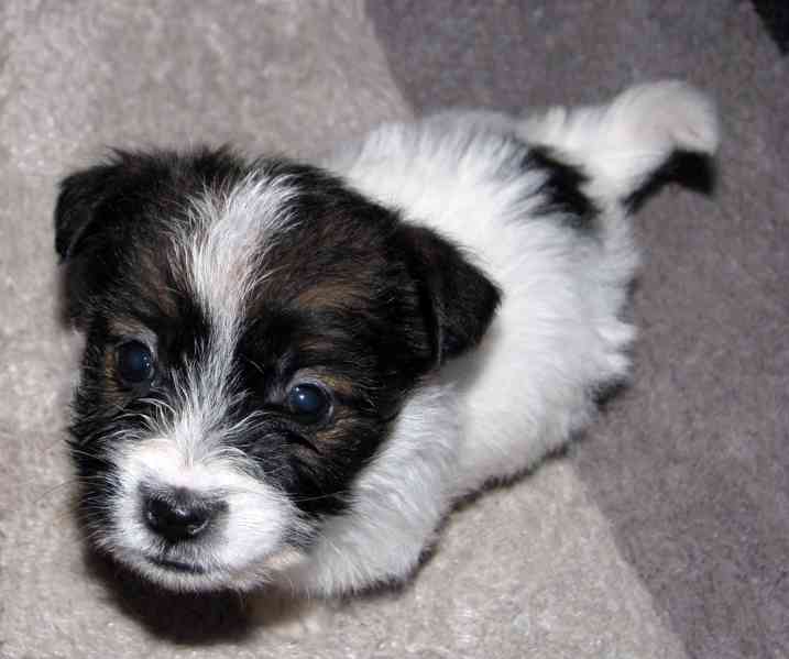 Poslední štěňátka Jack Russell teriéra s PP – 2 psi a 2 feny - foto 8