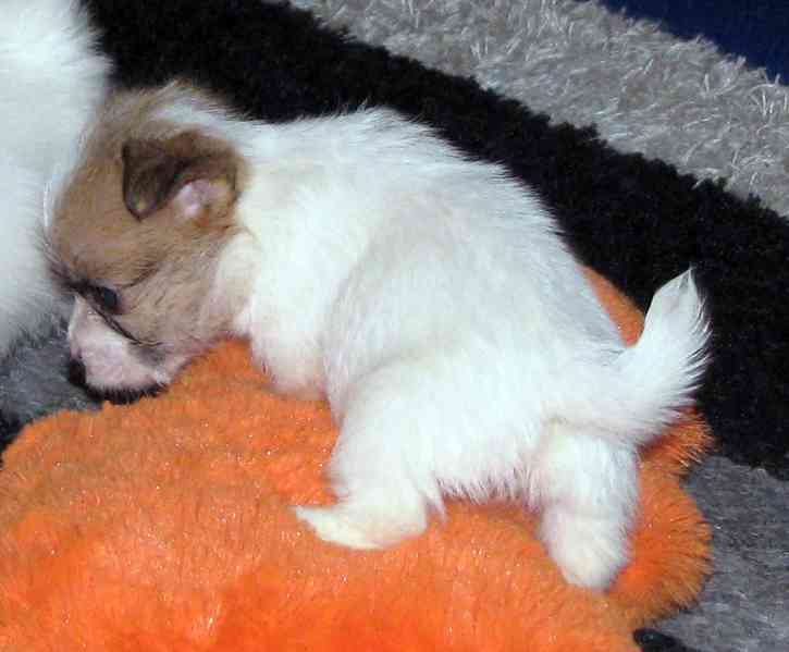 Poslední štěňátka Jack Russell teriéra s PP – 2 psi a 2 feny - foto 4