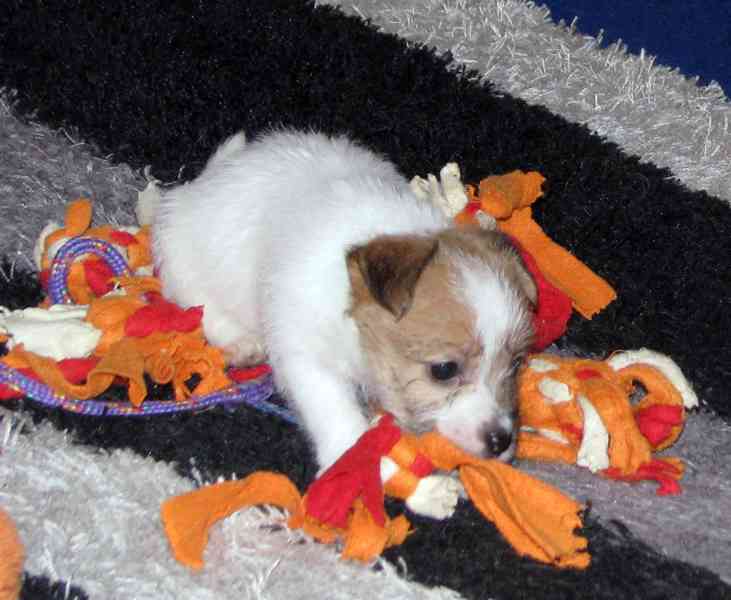 Poslední štěňátka Jack Russell teriéra s PP – 2 psi a 2 feny - foto 5