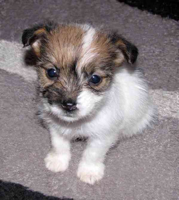 Poslední štěňátka Jack Russell teriéra s PP – 2 psi a 2 feny