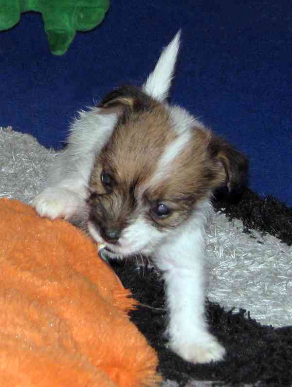 Poslední štěňátka Jack Russell teriéra s PP – 2 psi a 2 feny - foto 2