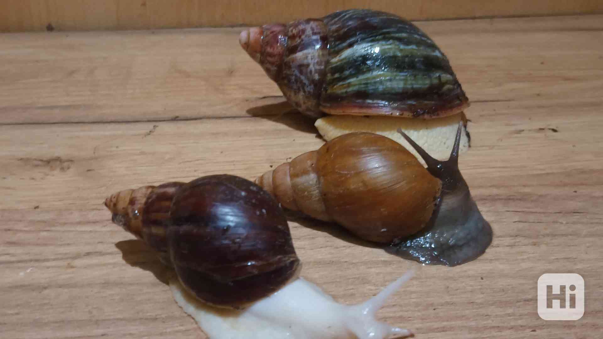 Lissachatina, Archachatina rhodostoma Benin albino body  - foto 1