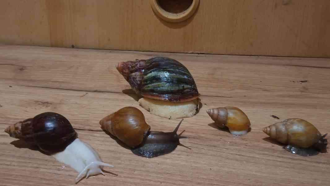 Lissachatina, Archachatina rhodostoma Benin albino body  - foto 3