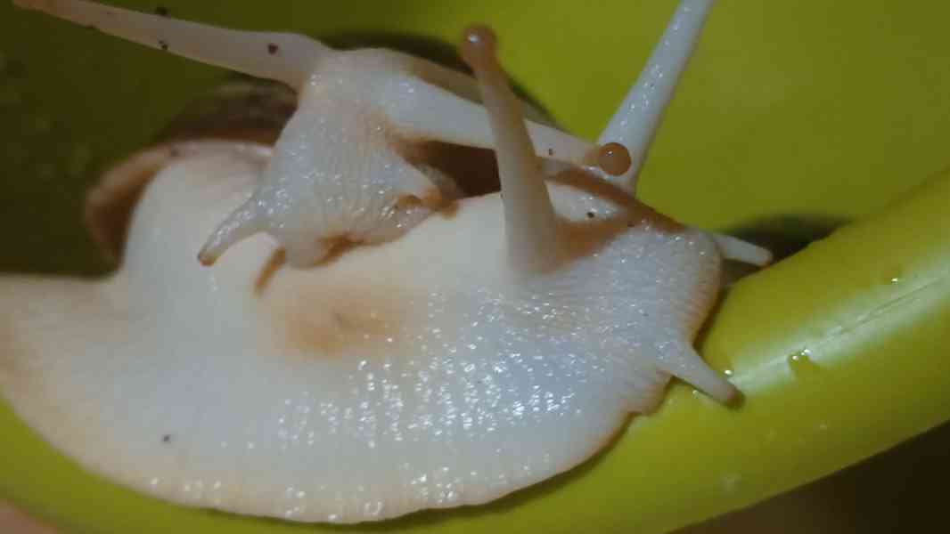 Lissachatina, Archachatina rhodostoma Benin albino body  - foto 14