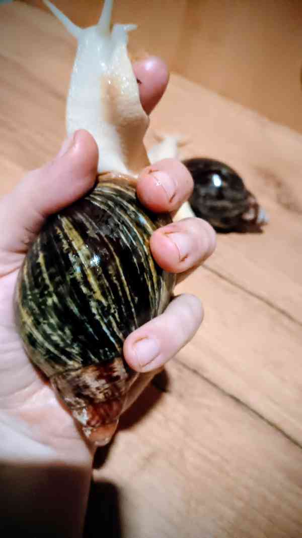 Lissachatina, Archachatina rhodostoma Benin albino body  - foto 13