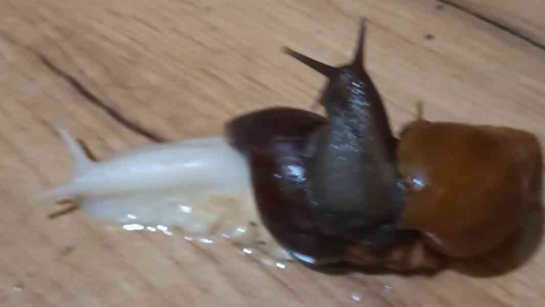 Lissachatina, Archachatina rhodostoma Benin albino body  - foto 6
