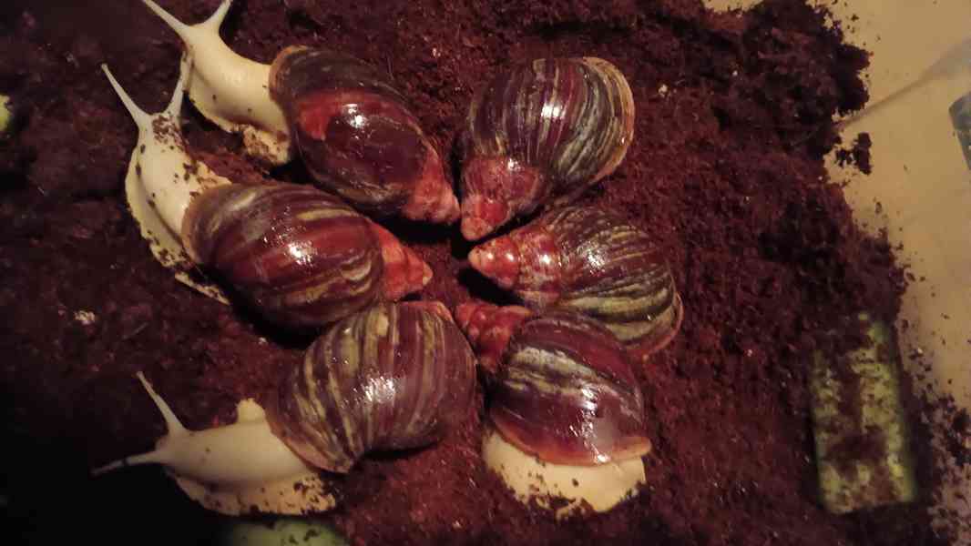 Lissachatina, Archachatina rhodostoma Benin albino body  - foto 26