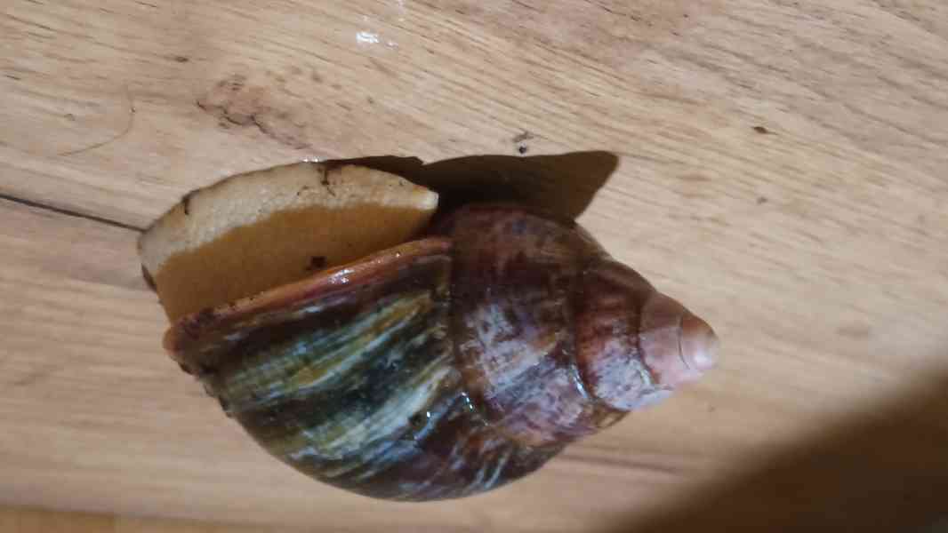 Lissachatina, Archachatina rhodostoma Benin albino body  - foto 10