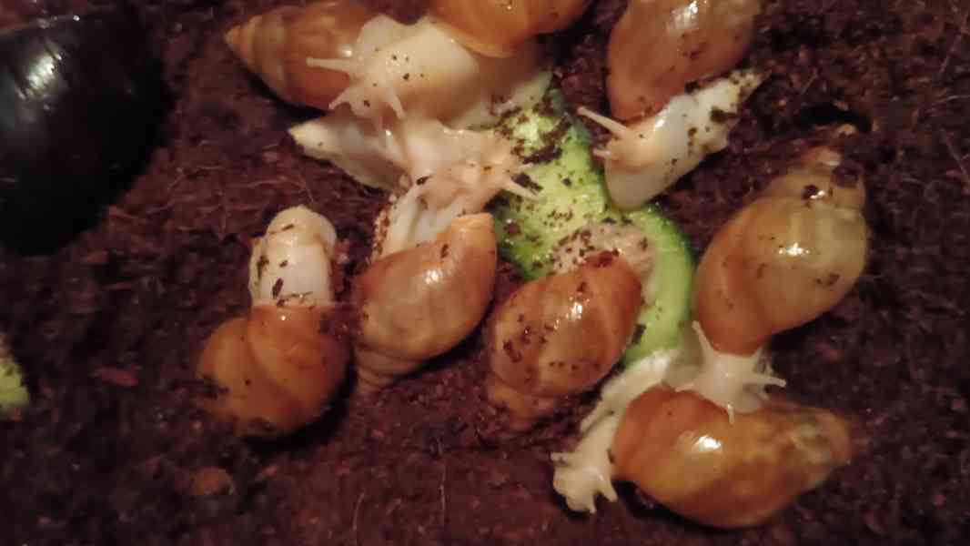 Lissachatina, Archachatina rhodostoma Benin albino body  - foto 25
