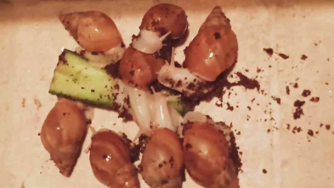 Lissachatina, Archachatina rhodostoma Benin albino body  - foto 24