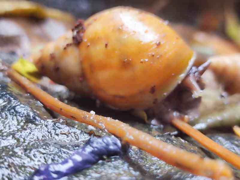 Lissachatina, Archachatina rhodostoma Benin albino body  - foto 17