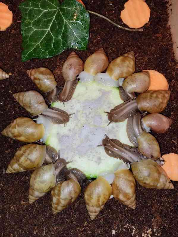 Lissachatina, Archachatina rhodostoma Benin albino body  - foto 23