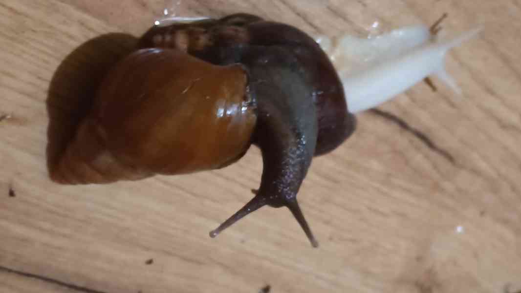 Lissachatina, Archachatina rhodostoma Benin albino body  - foto 5