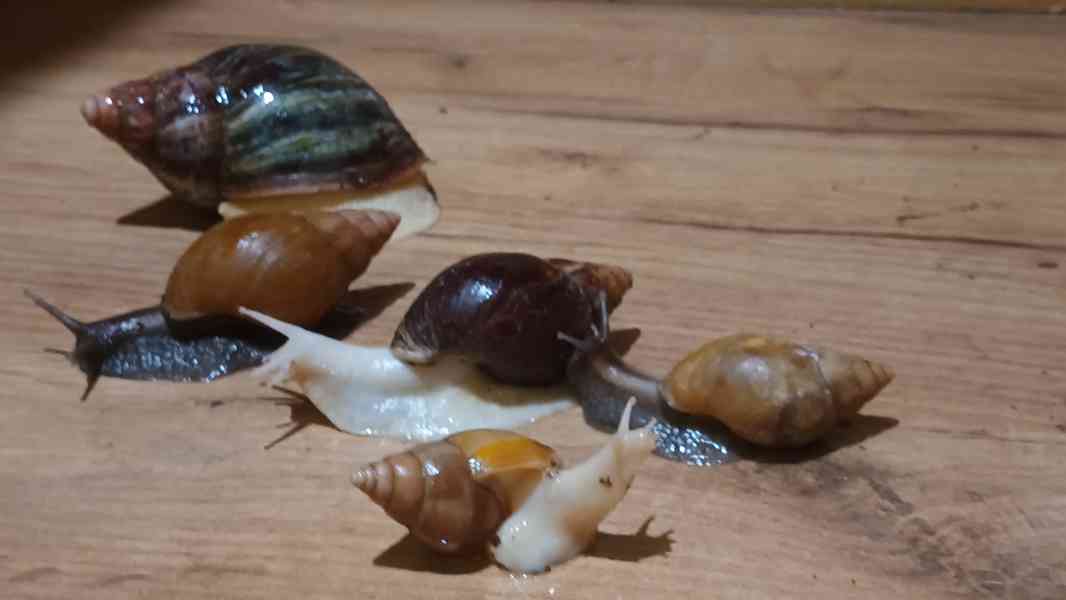 Lissachatina, Archachatina rhodostoma Benin albino body  - foto 8