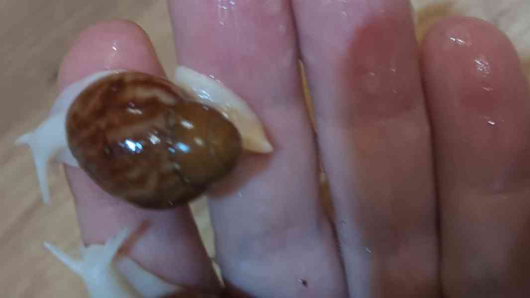 Lissachatina, Archachatina rhodostoma Benin albino body  - foto 21