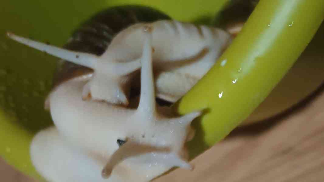 Lissachatina, Archachatina rhodostoma Benin albino body  - foto 15