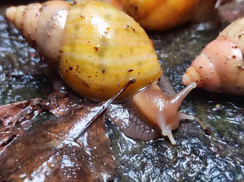 Lissachatina, Archachatina rhodostoma Benin albino body  - foto 16