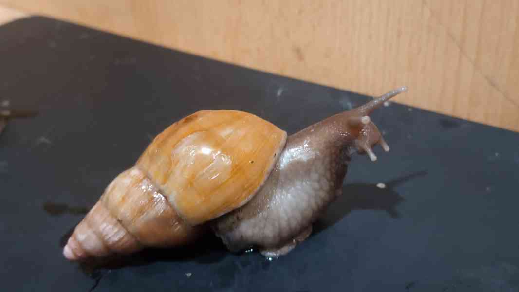 Lissachatina, Archachatina rhodostoma Benin albino body  - foto 11