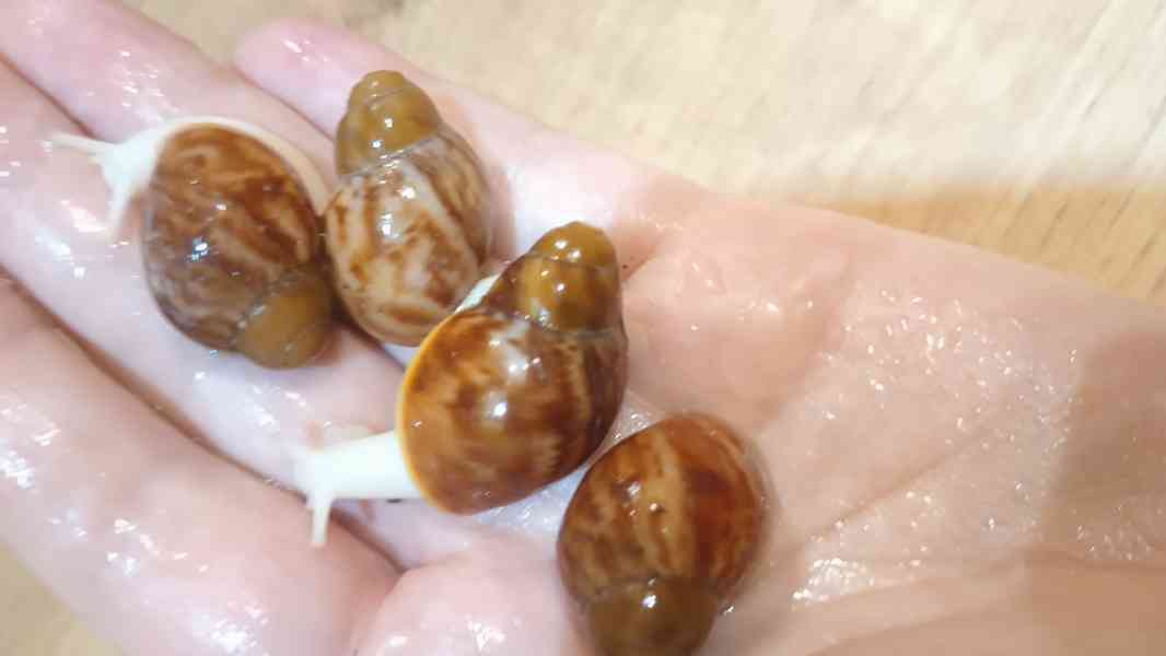 Lissachatina, Archachatina rhodostoma Benin albino body  - foto 20