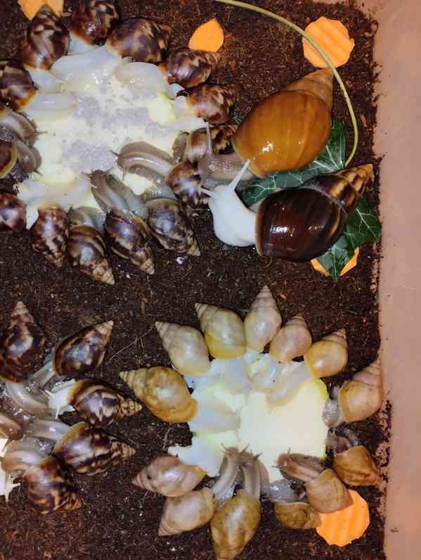 Lissachatina, Archachatina rhodostoma Benin albino body  - foto 22