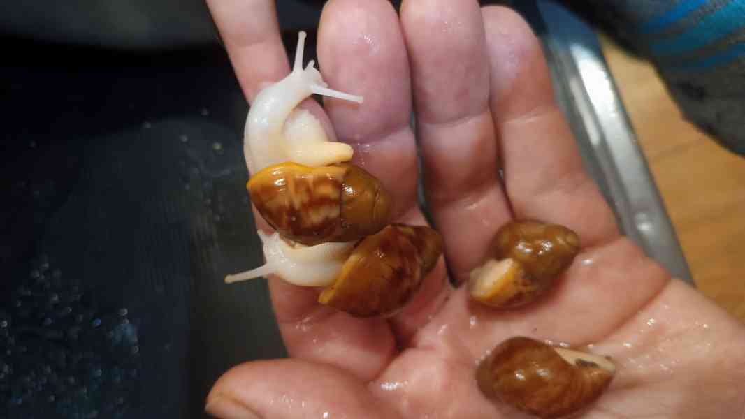 Lissachatina, Archachatina rhodostoma Benin albino body  - foto 19