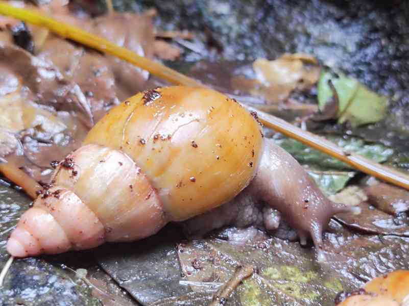Lissachatina, Archachatina rhodostoma Benin albino body  - foto 18