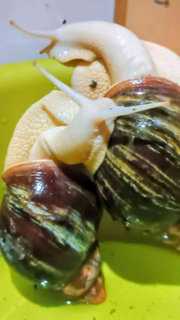 Lissachatina, Archachatina rhodostoma Benin albino body  - foto 12