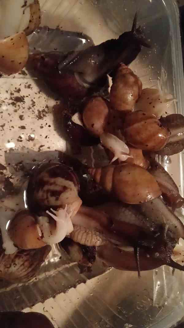 Lissachatina, Archachatina rhodostoma Benin albino body  - foto 27