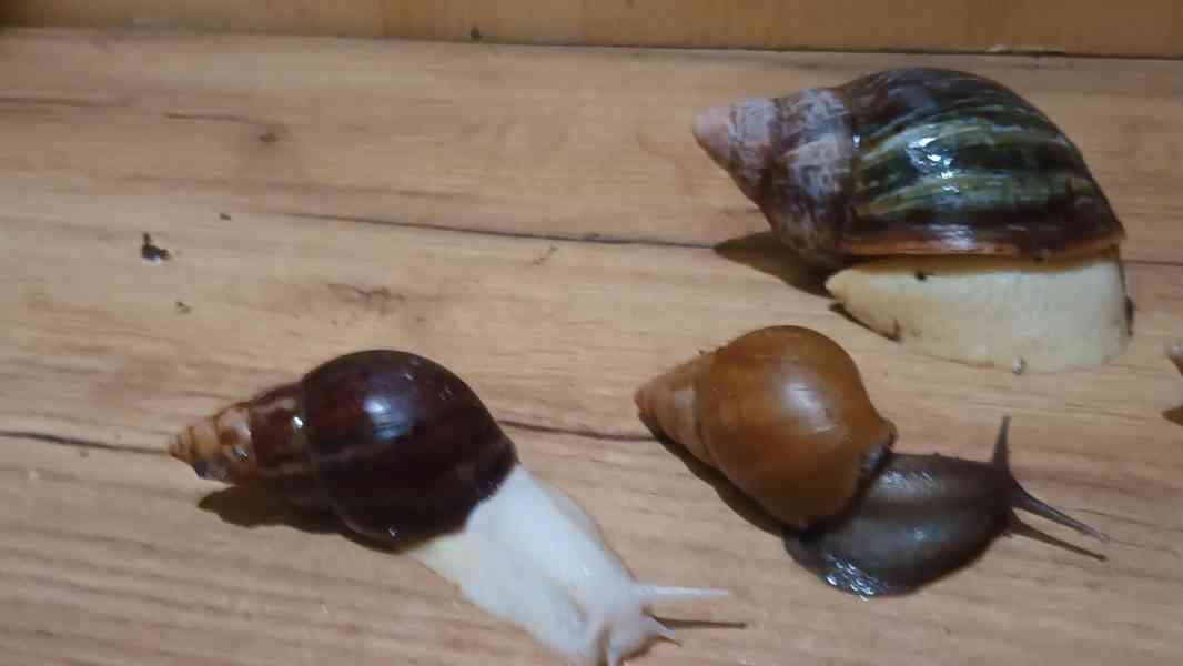 Lissachatina, Archachatina rhodostoma Benin albino body  - foto 2