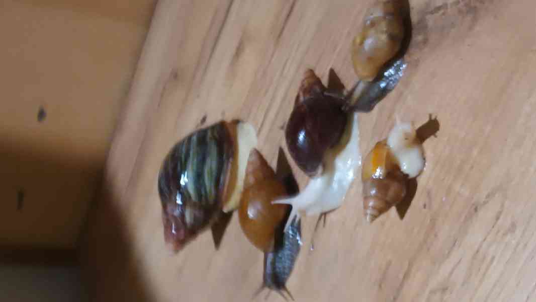 Lissachatina, Archachatina rhodostoma Benin albino body  - foto 7