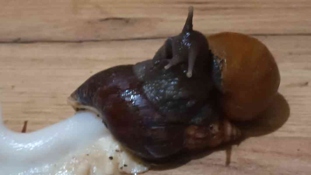 Lissachatina, Archachatina rhodostoma Benin albino body  - foto 4