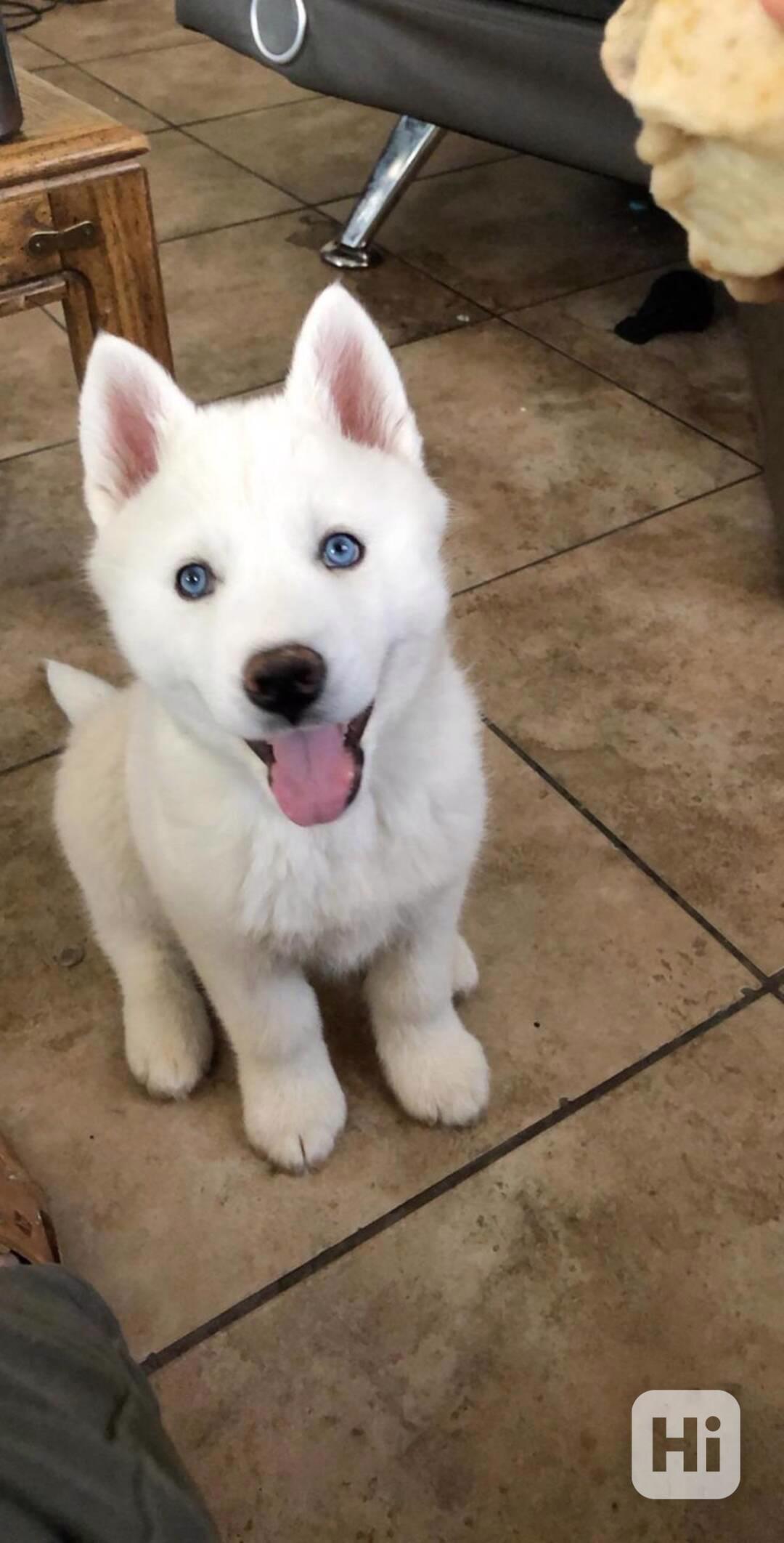 Zdarma dárek štěňata sibiřského huskyho k adopci   - foto 1