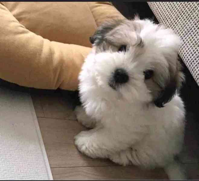 Dárek štěňátka shih tzu k adopci zdarma   - foto 2