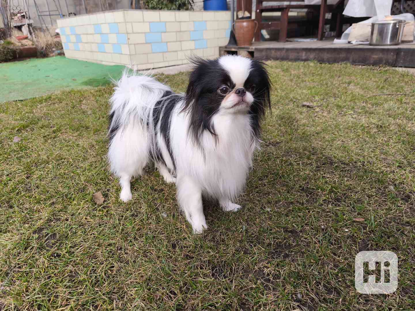 Japan Chin pejsek s PP - foto 1