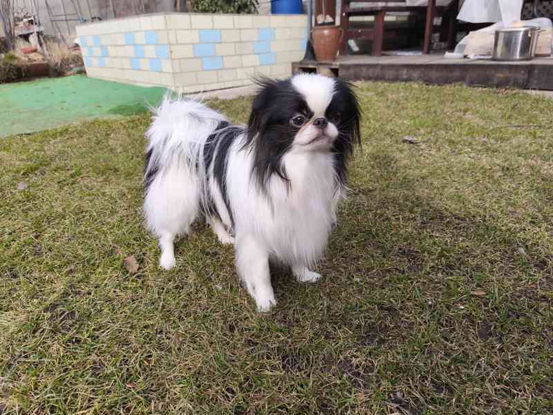 Japan Chin pejsek s PP - foto 1