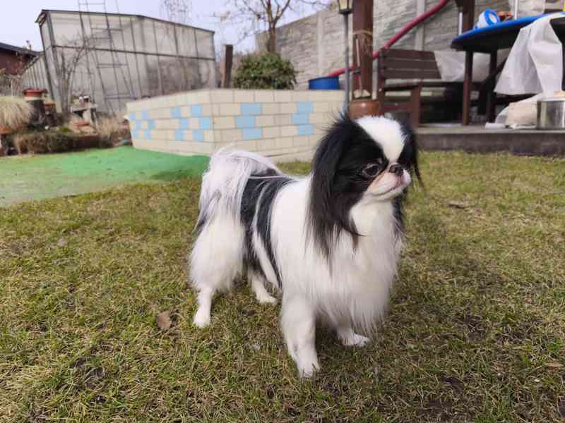 Japan Chin pejsek s PP - foto 3