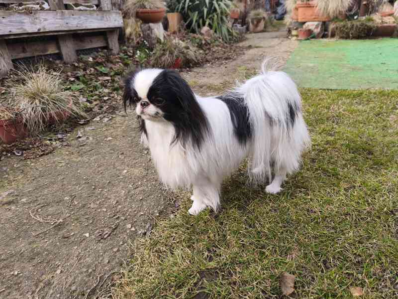 Japan Chin pejsek s PP - foto 2