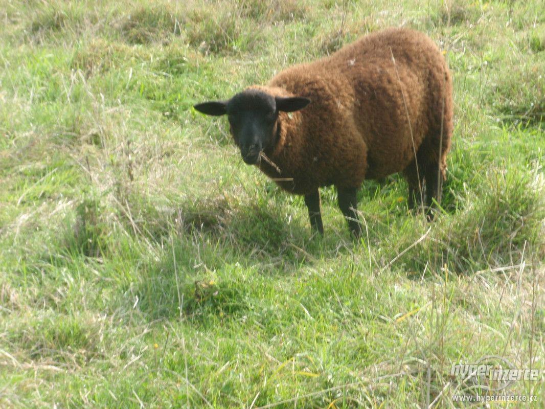 Mladá ovce a letošní beránek - foto 1