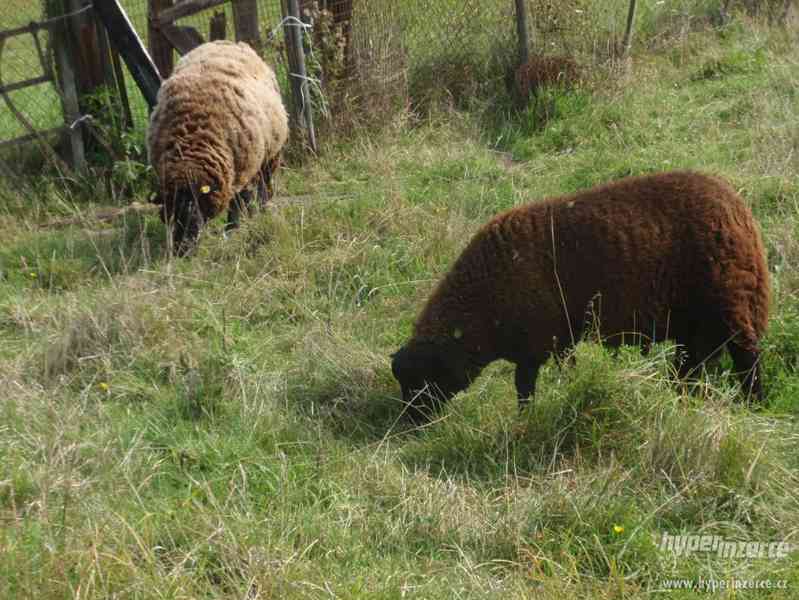 Mladá ovce a letošní beránek - foto 2