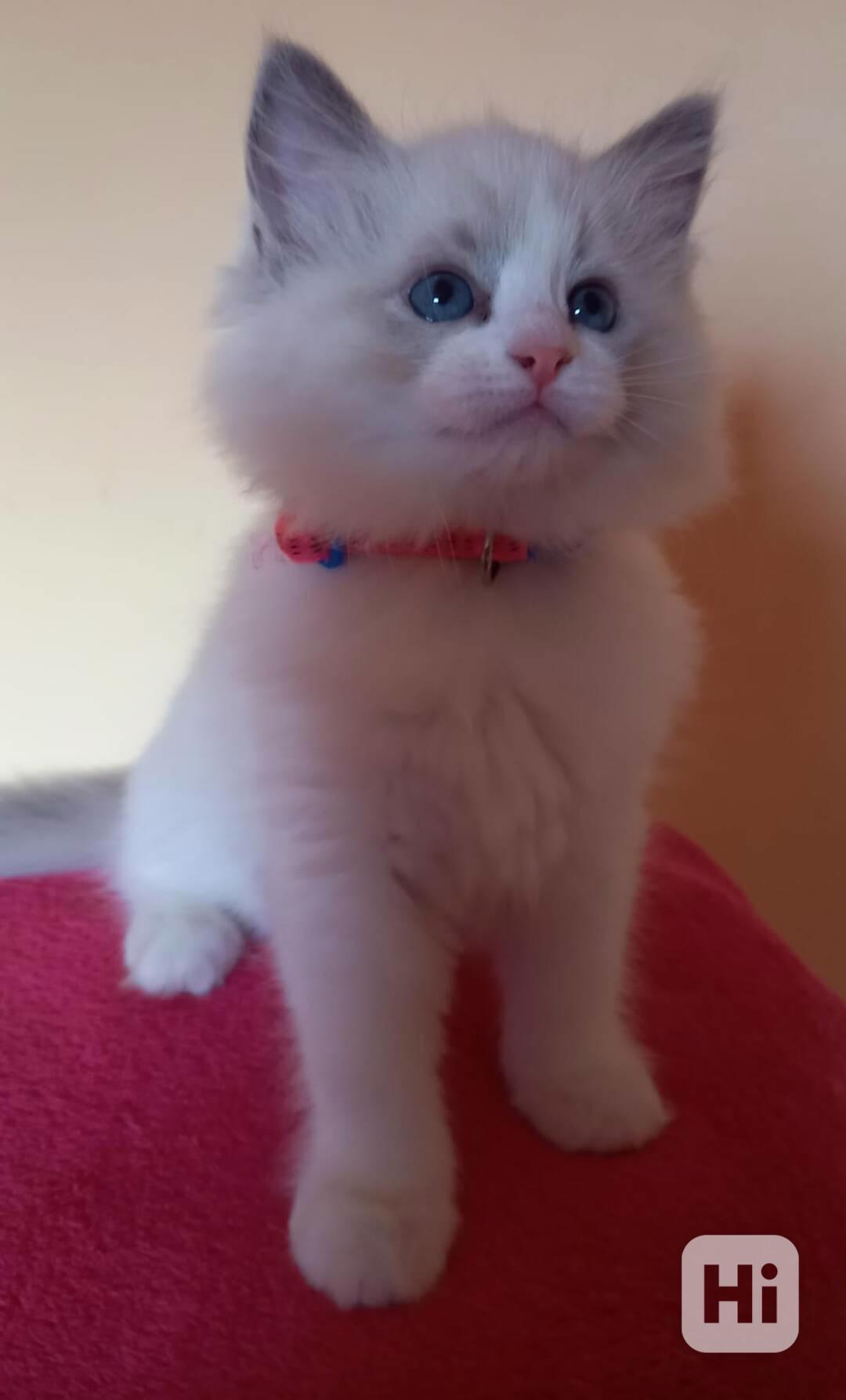 Nádherné kočičky Ragdoll s PP  - foto 1