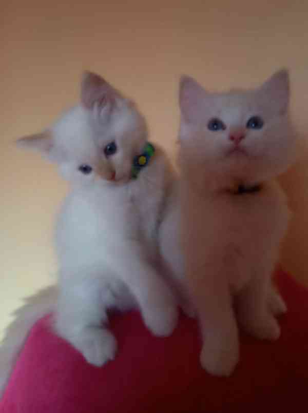 Nádherné kočičky Ragdoll s PP  - foto 3