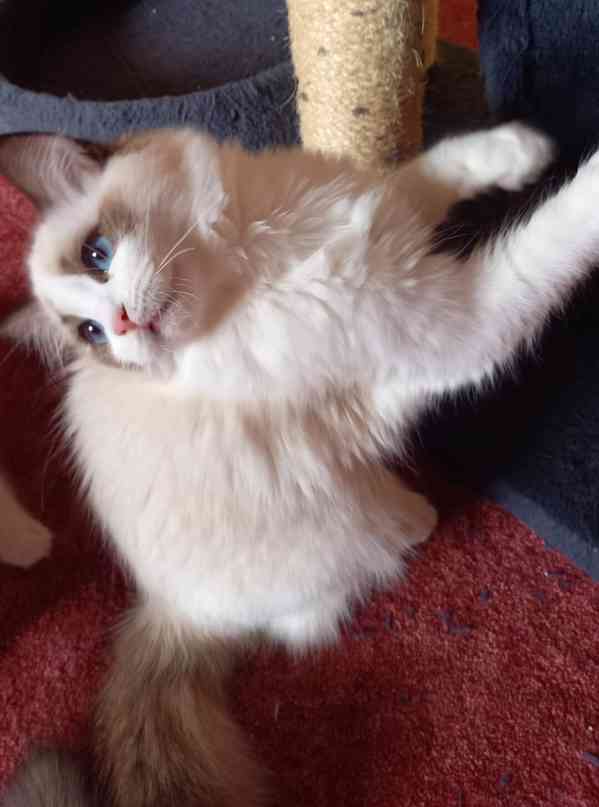 Nádherné kočičky Ragdoll s PP  - foto 2