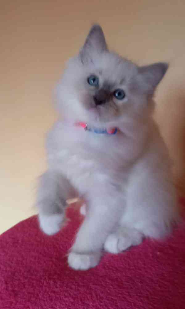 Nádherné kočičky Ragdoll s PP  - foto 4