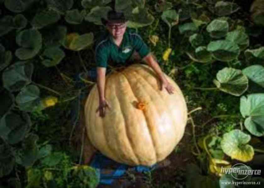 Tykev velkoplodá ( dýně obrovská ) - semena 10 ks - foto 3