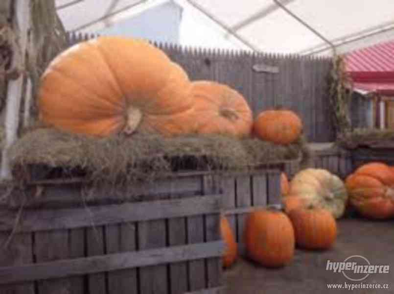 Tykev velkoplodá ( dýně obrovská ) - semena 10 ks - foto 7
