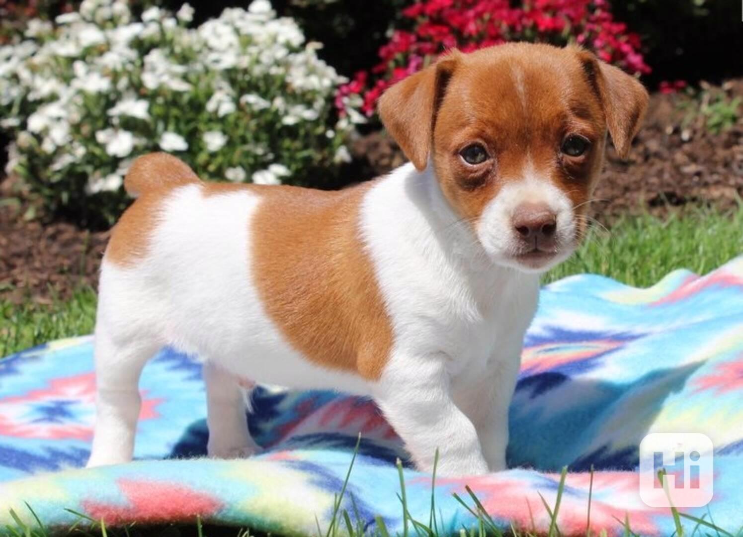 Jack Russell teriér - foto 1